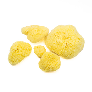 NATURAL SPONGES